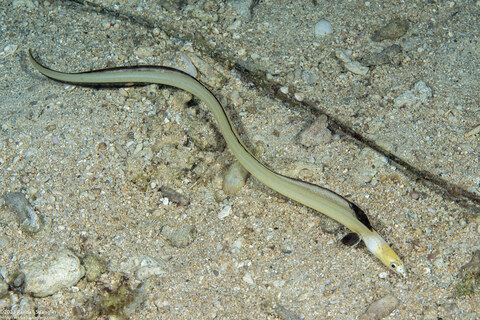 Ophichthus altipennis (Highfin Snake Eel)