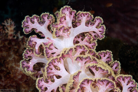 Dendronephthya sp.1 (Dendronephthya)