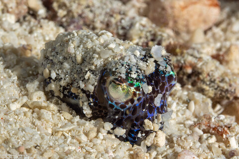 Euprymna berryi (Berry's Bobtail Squid)