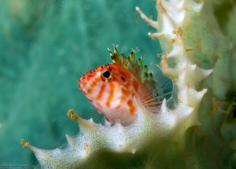 Cirrhitichthys oxycephalus (Pixy Hawkfish)