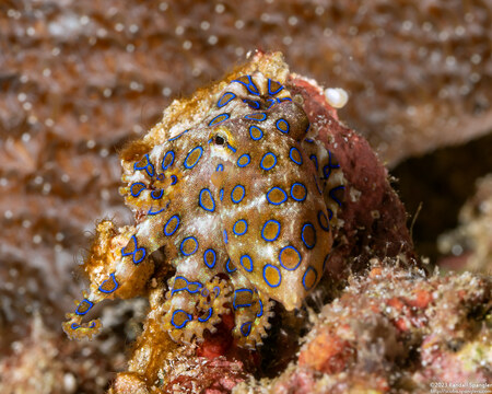 Hapalochlaena lunulata (Blue-Ringed Octopus)