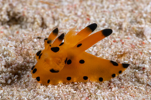 Thecacera sp.1 (Black-Tipped Thecacera)