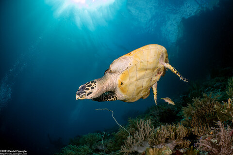 Eretmochelys imbricata (Hawksbill Turtle); Missing a flipper
