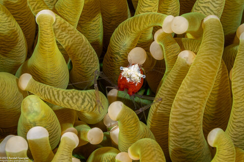 Cuapetes kororensis (Mushroom Coral Shrimp)
