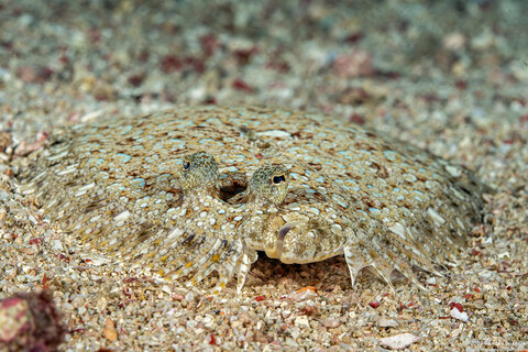 Bothus pantherinus (Panther Flounder)