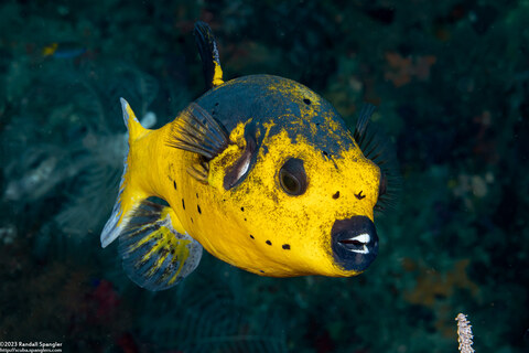 Arothron nigropunctatus (Blackspotted Puffer)