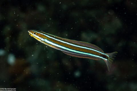 Plagiotremus rhinorhynchos (Bluestriped Fangblenny)