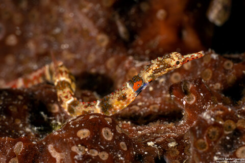 Corythoichthys benedetto (Broken-Bands Pipefish)