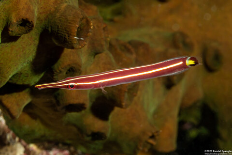 Diademichthys lineatus (Urchin Clingfish)