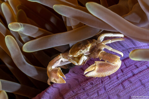 Neopetrolisthes maculatus (Spotted Porcelain Crab)