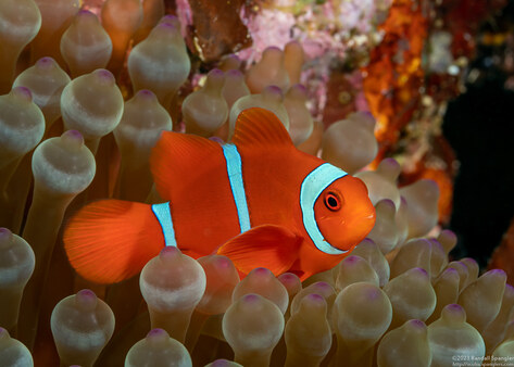 Amphiprion biaculeatus (Spinecheek Anemonefish)