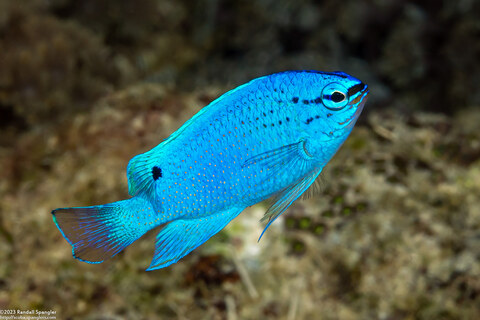 Chrysiptera cyanea (Sapphire Damsel)