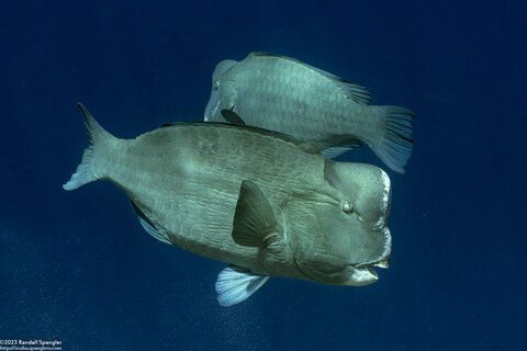Bolbometopon muricatum (Bumphead Parrotfish)