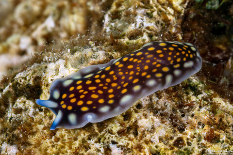 Pseudoceros lindae (Linda's Flatworm)