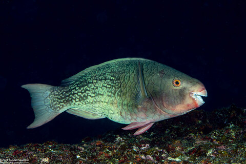 Scarus rubroviolaceus (Redlip Parrotfish)