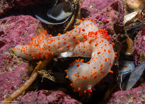 Triopha catalinae (Catalina Triopha)