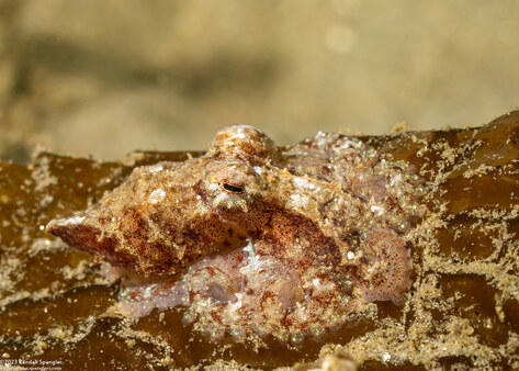 Octopus rubescens (Red Octopus)