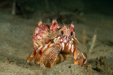 Pagurus armatus (Blackeyed Hermit Crab)
