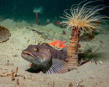 Ophiodon elongatus (Lingcod)