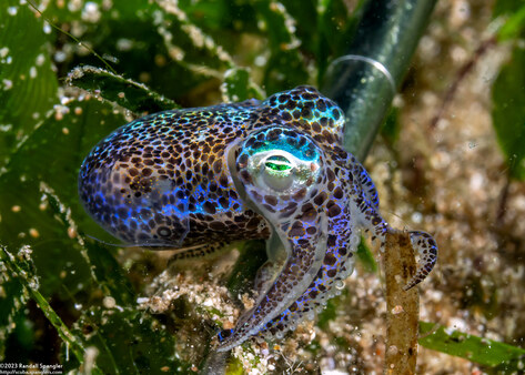 Euprymna berryi (Berry's Bobtail Squid)