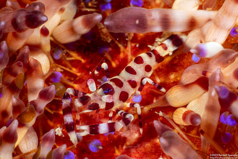 Periclimenes colemani (Coleman Shrimp)