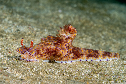 Ceratosoma tenue (Many-Lobed Ceratosoma)