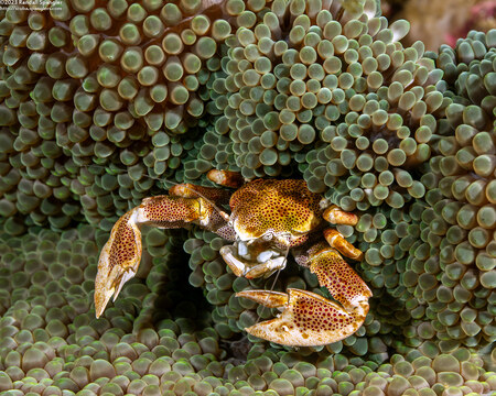 Neopetrolisthes maculatus (Spotted Porcelain Crab)