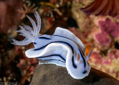 Chromodoris willani (Willan's Chromodoris)