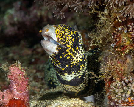 Echidna nebulosa (Snowflake Moray)