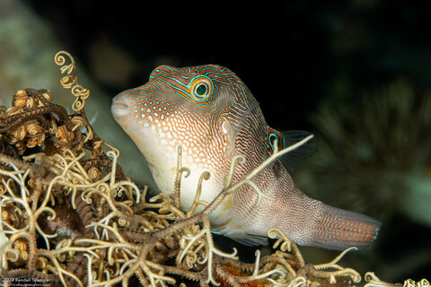 Canthigaster compressa (Fingerprint Toby)