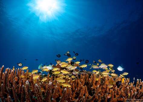Pseudanthias huchtii (Threadfin Anthias)