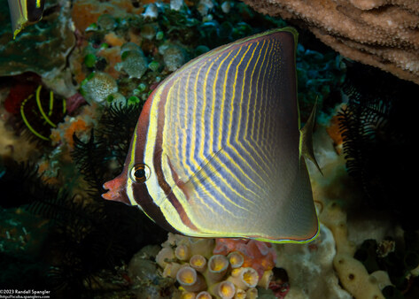 Chaetodon baronessa (Eastern Triangular Butterflyfish)