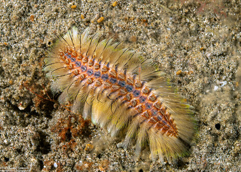 Chloeia amphora (Amphora Fireworm)
