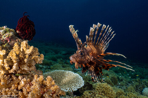 Pterois volitans (Red Lionfish)