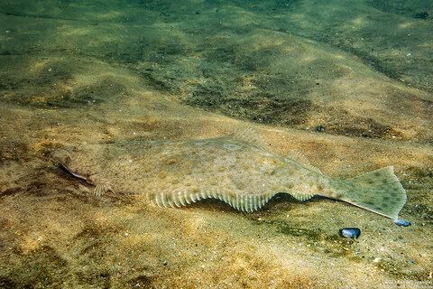 Paralichthys californicus (California Halibut)