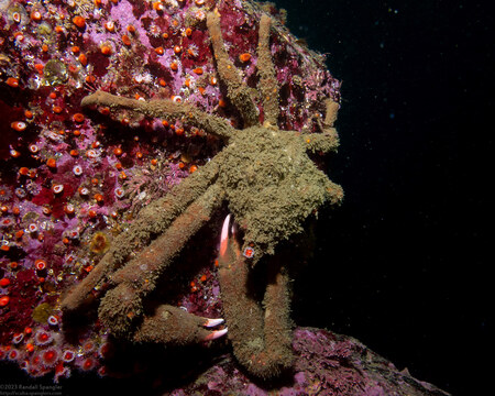 Loxorhynchus crispatus (Masking Crab)