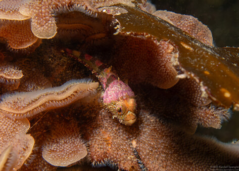 Artedius corallinus (Coralline Sculpin)
