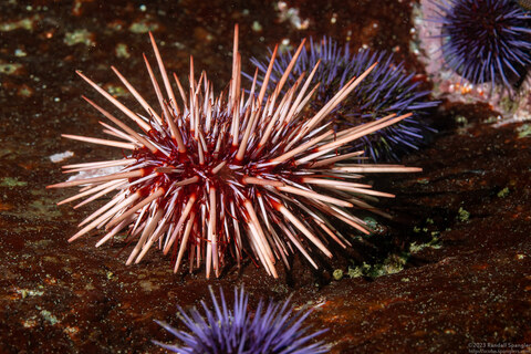Mesocentrotus franciscanus (Red Sea Urchin)