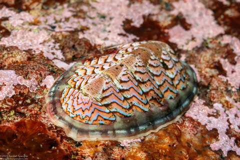 Tonicella lokii (Flame Lined Chiton)
