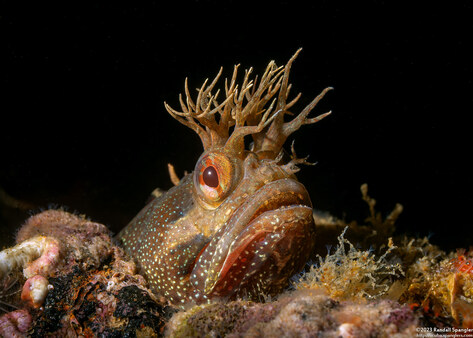 Neoclinus stephensae (Yellowfin Fringehead)