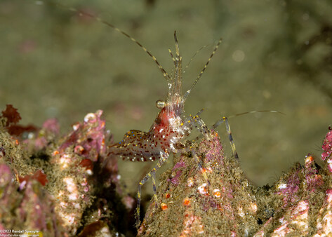 Pandalus danae (Dock Shrimp)