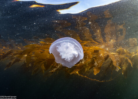 Aurelia aurita (Moon Jelly)