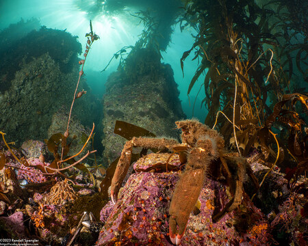 Loxorhynchus crispatus (Masking Crab)