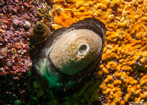 Megathura crenulata (Giant Keyhole Limpet)