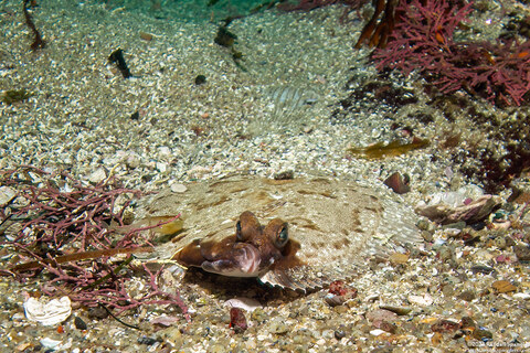 Pleuronichthys coenosus (C-O Sole)