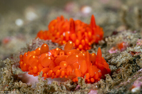 Limacia cockerelli (Cockerell's Dorid)