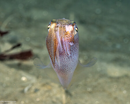 Doryteuthis opalescens (Market Squid)