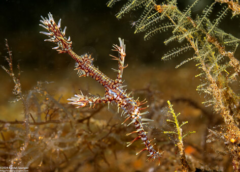 Solenostomus paradoxus (Ornate Ghost Pipefish)