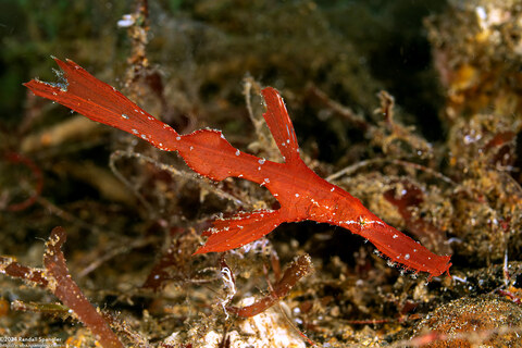 Solenostomus cyanopterus (Robust Ghost Pipefish)