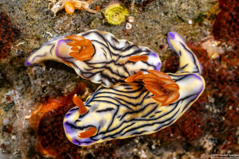 Hypselodoris zephyra (Zephyra Hypselodoris)